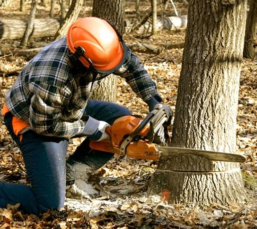 Tree Removal in University, MS